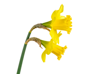 Daffodil stem with yellow blooms close up isolated on transparent background