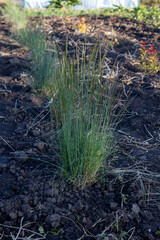 Festuca glauca growing in dark fertile soil in a greenhouse