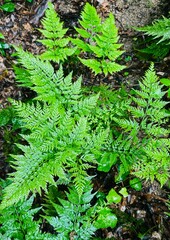 Lush Fern Leaves with Natural Green Foliage – Botanical Background.