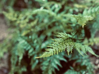 Lush Fern Leaves with Natural Green Foliage – Botanical Background.