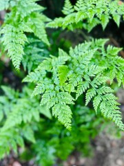 Lush Fern Leaves with Natural Green Foliage &ndash; Botanical Background.