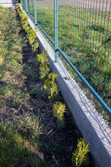 Gardener planting small thuja occidentalis brabant along concrete curb and wire mesh fence