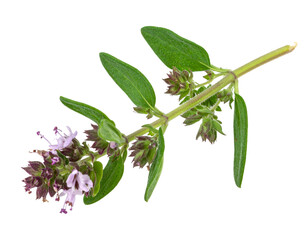 Obraz premium Sprig of Marjoram with Flowering Tips on Transparent Background