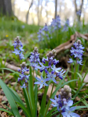 fiori di scilla bifolia nel bosco in primavera