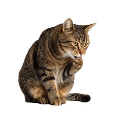 Obraz premium Elegant adult cat licking paw sitting pose isolated die cut