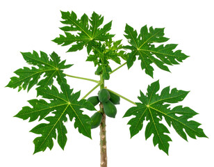 Papaya branch with green fruits and large lobed leaves, close up on transparent background