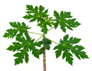 Papaya branch with green fruits and large lobed leaves, close up on transparent background
