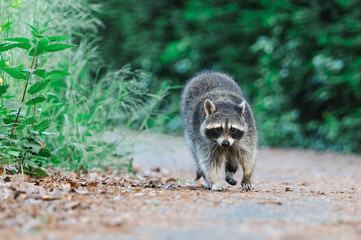 Waschb&auml;ren in Berlin