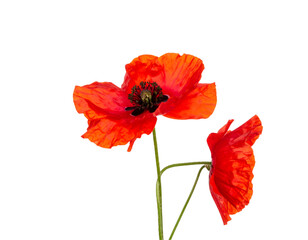 Obraz premium Red poppy flowers blooming on transparent background