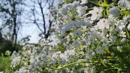 White flowers, spring atmosphere, bright, nature south of France