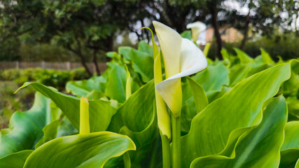 Fototapeta premium White flowers, spring atmosphere, bright, nature south of France