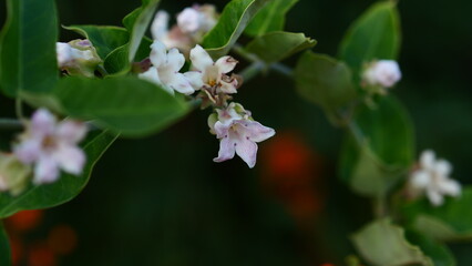 White flowers, spring atmosphere, bright, nature south of France