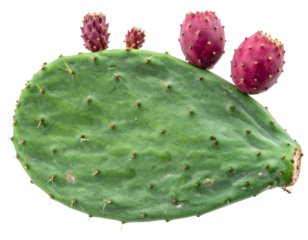 Prickly pear cactus segment with ripe fruits growing on transparent background