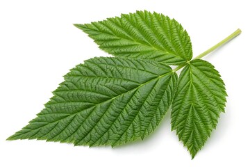 Fresh raspberry leaf on white – herbal plant close-up
