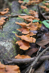 Fallen log with mushrooms 