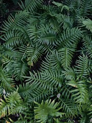 Green Fern Leaves Background with Natural Foliage and Floral Texture.