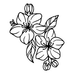 cherry blossom line art drawing
