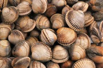 Coques fraîches de Bretagne en gros plan