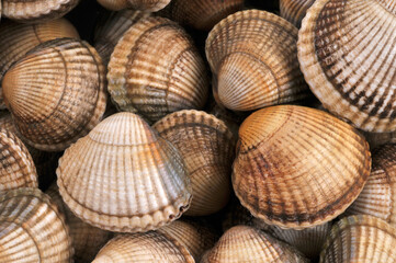 Coques fraîches de Bretagne en gros plan