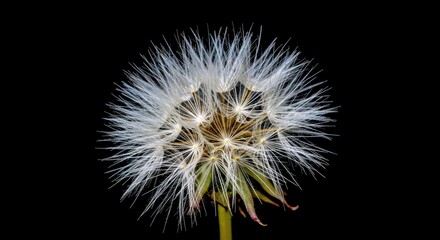 Fototapeta premium Macro photography of a white dandelion seed head on a black background, showcasing plant detail and fragility.