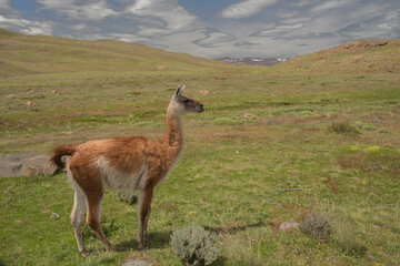 Guanaco close up photo in Peninsula Valdes, Patagonia, Argentina © vaclav