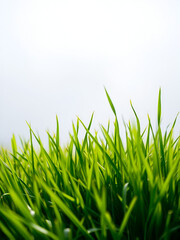 Fototapeta premium Vibrant green grass symbolizes the eternal rhythm of the changing seasons and the unwavering resilience of the natural world, inspiring a sense of renewal and forward momentum