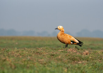 Ruddy shelduck bird in its habitat. Close up, selective focus.