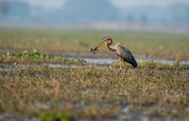Purple heron bird with a frog in its beak in the wetlands.