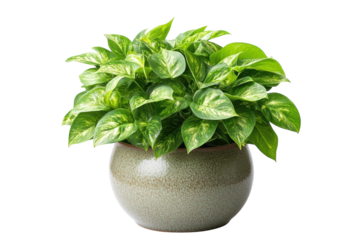 Potted plant with green leaves