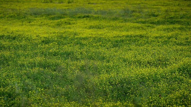 A green field with yellow flowers in Spring
