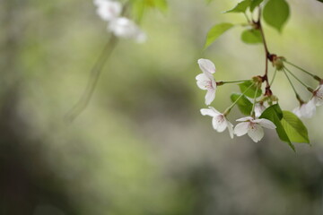 桜の花のアップ