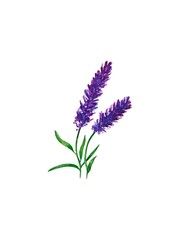Naklejka premium Hand drawn watercolor pattern wild grasses spikelets flowers in pink, blue and purple, lavander. Bright and lively botanical ornament., print