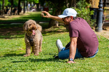 Man sitting man playing his spanish water dog in a park