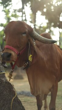 gir cow on the farm