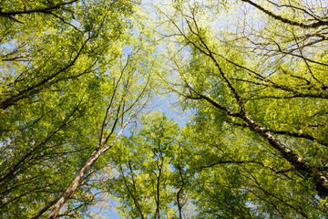 The trees are green and the sky is blue