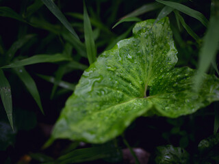 fresh green plants in the rain. Natural green background with leaf and drops of water.