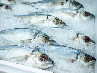 Fresh Bigeye scad for sale at Fish market.