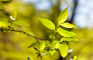 A leafy branch with a green leaf on it