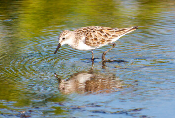 A bird is standing in a body of water, looking down