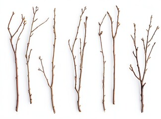 Collection of dry, slender branches.  Various lengths and shapes, arranged in a grid against a white background.  Showing bark texture and small twigs