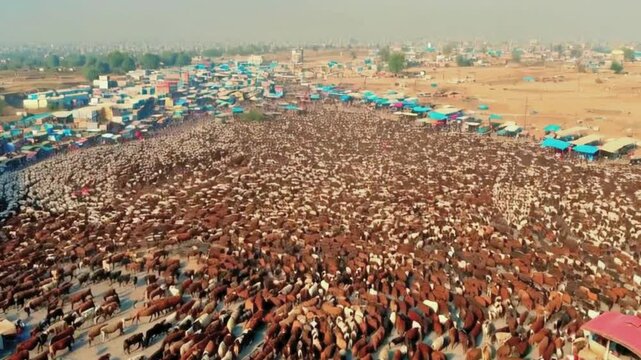 aerial view of cattle mandi (livestock market), cattle tethered in organized sections. Farmers and traders move between the animals, 4k video