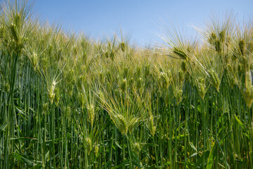 金沢平野の麦畑