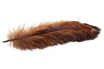 A single brown bird feather