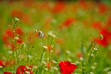 Butterflies on bright red poppies in a large field.  Spring.