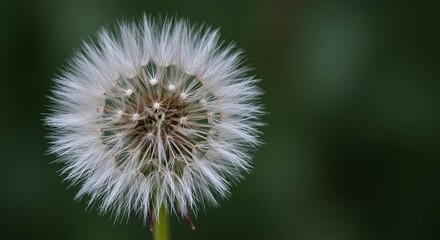 Fototapeta premium Macro photo of a white fluffy dandelion seed head against a green bokeh background perfect for nature or spring themes