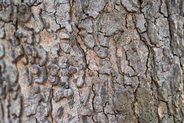 tree bark texture extreme close up