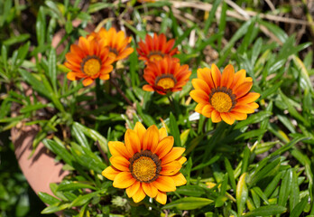 Vaso di gerbere in piena luce