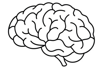  Anatomical Drawing of a Human Brain - Classic Medical Line Art