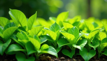 Obraz premium Lush organic greens in a sunny garden row, healthy leaves abundant, produce, natural