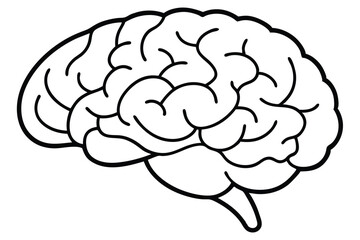 Anatomical Drawing of a Human Brain - Detailed Vintage Illustration
